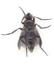 Melanophora roralis